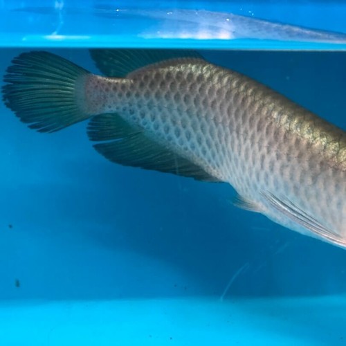 Golden Jardini arowana 7” in length - live tropical fish