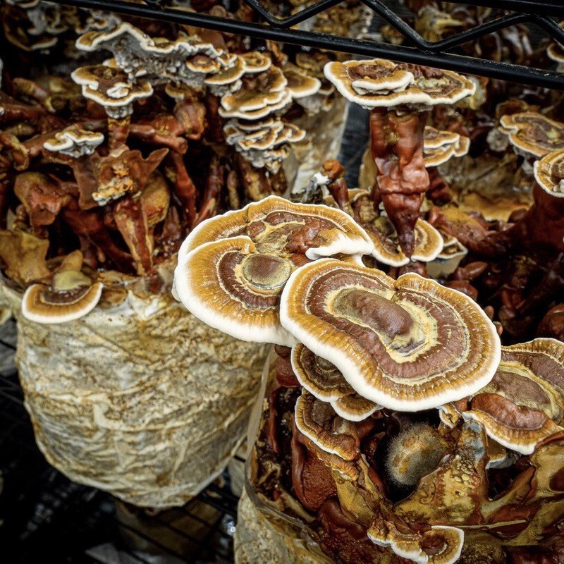 Reishi Pilzzuchtset Xxl Ganoderma Vital Pilze