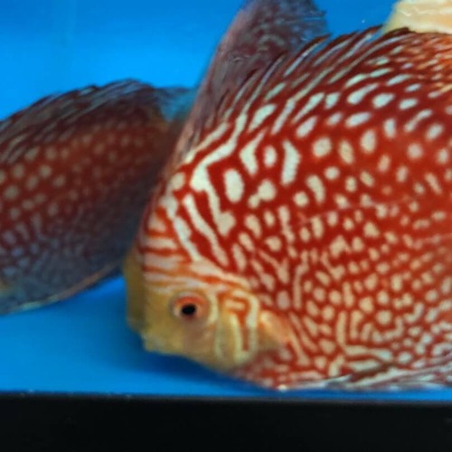 Red checkerboard discus 4-5