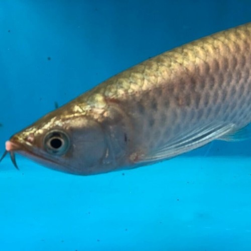 Golden Jardini arowana 7” in length - live tropical fish