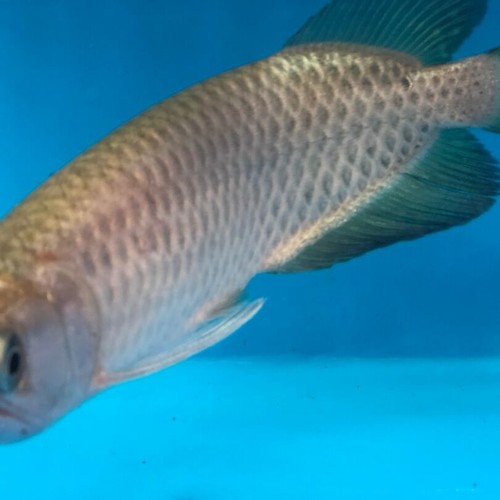 Golden Jardini arowana 7” in length - live tropical fish