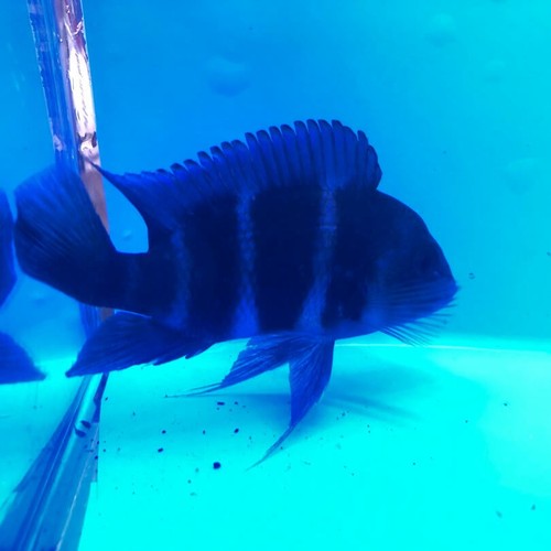 Blue moba frontosa 3.5-4