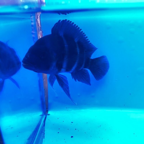 Blue moba frontosa 3.5-4