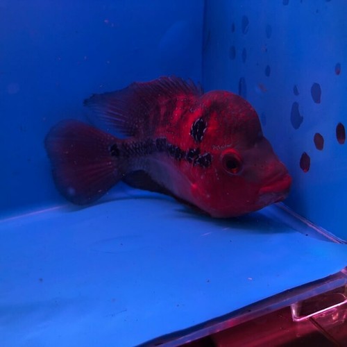 Competition grade flowerhorn super red dragon 4