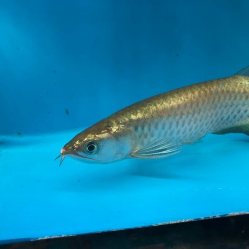 Golden Jardini arowana 6.5” in length - live tropical fish