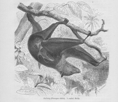 Kalong Pteropus vampyrus Bat Woodcut from 1891