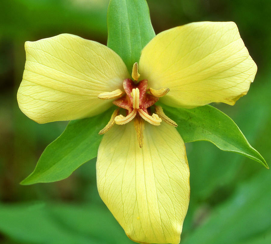 Yellow Trillium, 5 Bulbs, Native Wildflower