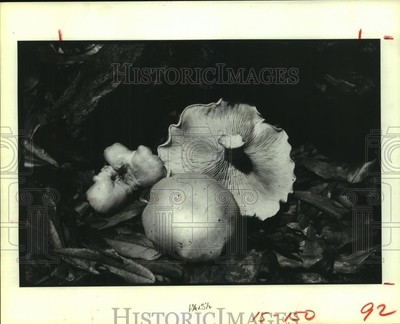 1981 Press Photo Close up of mushrooms. - hca45543