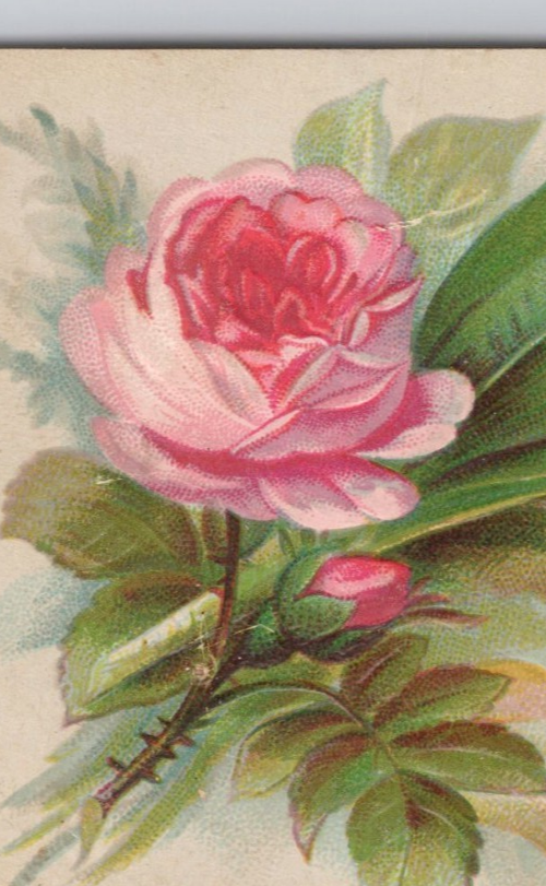 1880's-90's H McAllaster & Co Chicago IL Christmas Cards Novelties Rose