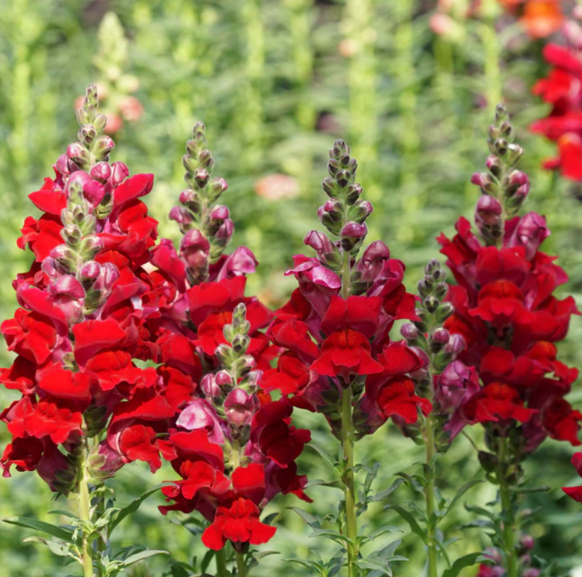 Snapdragon DEFIANCE RED Cut Flowers Attracts Hummingbirds USA Non-GMO 2000 Seeds