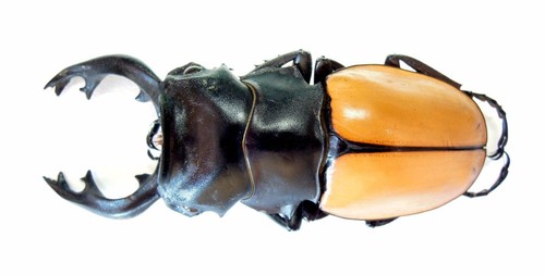 その他 Abao beetle dede COSPLAY BEETLE DEDE BY ABAO