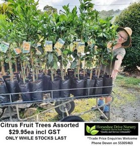 QUALITY PLANTS & GREAT CUSTOMER SERVICE- Trade & Public Welcome! Mudgeeraba Gold Coast South Preview