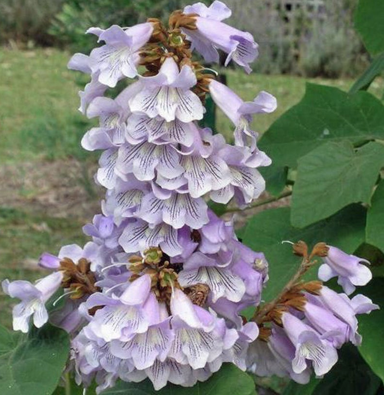 Blauglockenbaum Samen Paulownia fortunei Kiribaum schnellwachsend bis 20m