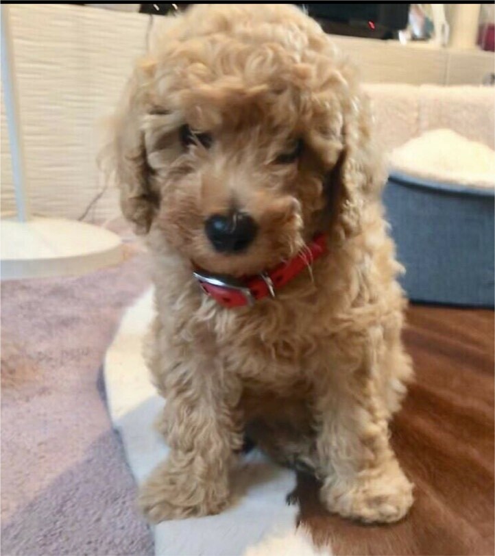 Pure Toy Poodle Puppy, fully trained, chipped and vaccinated in Leeds