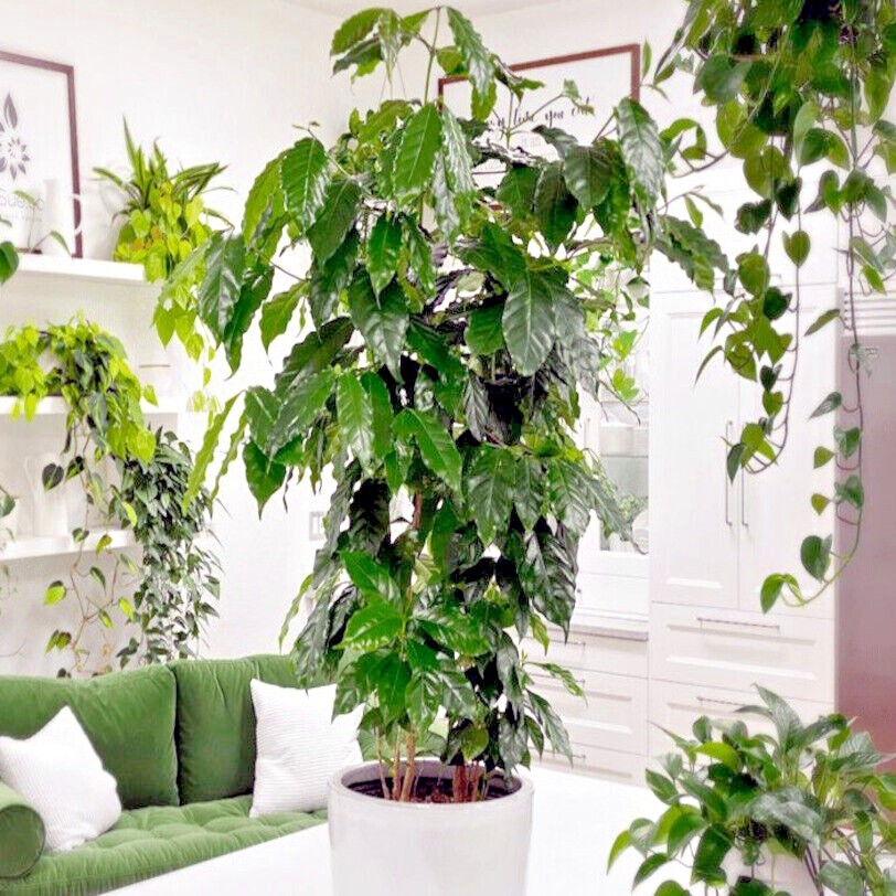 10 Coffea arabica Seeds Tropical EXOTIC Coffee Bean Indoor House Plant Tree RARE