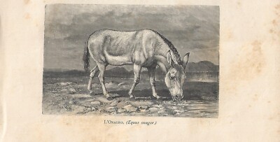 Stampa antica ASINO ONAGRO EMIONE Equus hemionus onager 1884 Antique Print
