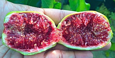 Fico 'Gentil' Fig Tree Cuttings