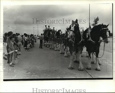 1985 Press Photo People watch Clydesdale horses pulling wagon. - hca28250