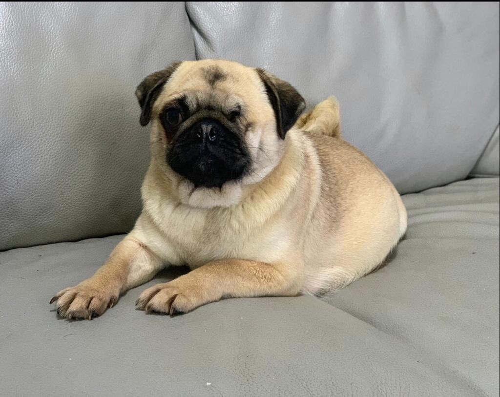 Fawn female pug in Nottingham City Centre, Nottinghamshire Gumtree