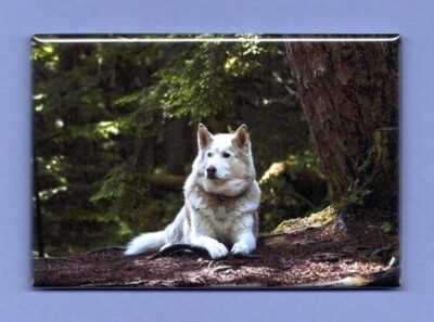 SIBERIAN HUSKY *2X3 FRIDGE MAGNET* DOG PET MAN'S BEST FRIEND K9 PUPPY SLED COLD