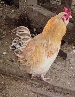 5+ Beautiful, Exotic Hatching eggs, bantam mix. NPIP & AI CLEAN