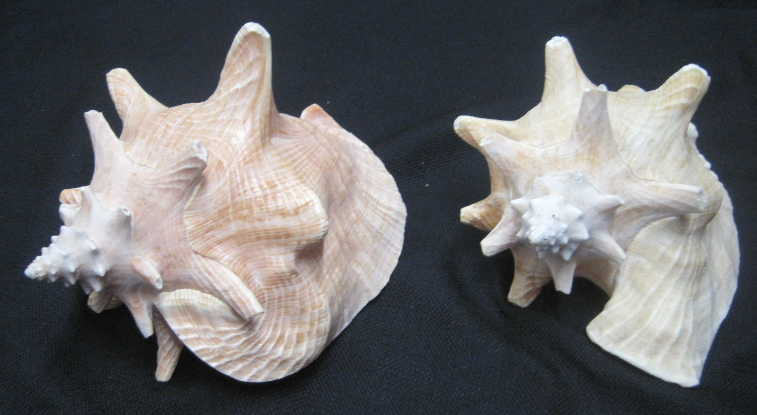 Lot 2 Conch Large Seashells