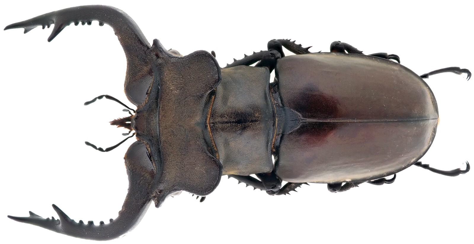 アート・デザイン・音楽 IL CERVo VOLANTE (Coleoptera lucanidae) アート・デザイン・音楽 IL CERVo VOLANTE (Coleoptera