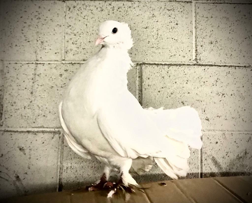 Pigeon for sale fantails in Salford, Manchester Gumtree