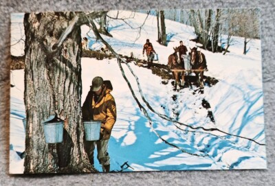 Postcard Gathering Sap Cloudland Farm Maple Sugar Time Vermont VT