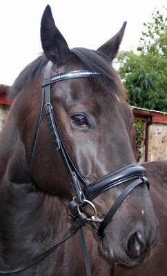 FSS Crystal COMFORT Padded Rhinestone Bling Show Dressage Bridle Custom Made