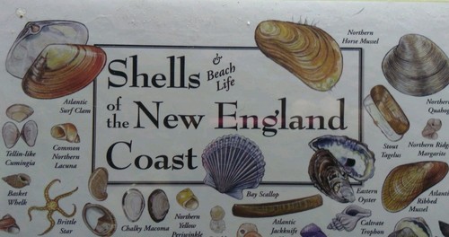 Heritage Puzzles SHELLS OF THE NEW ENGLAND COAST Beach Life Jigsaw Puzzle (NIB)