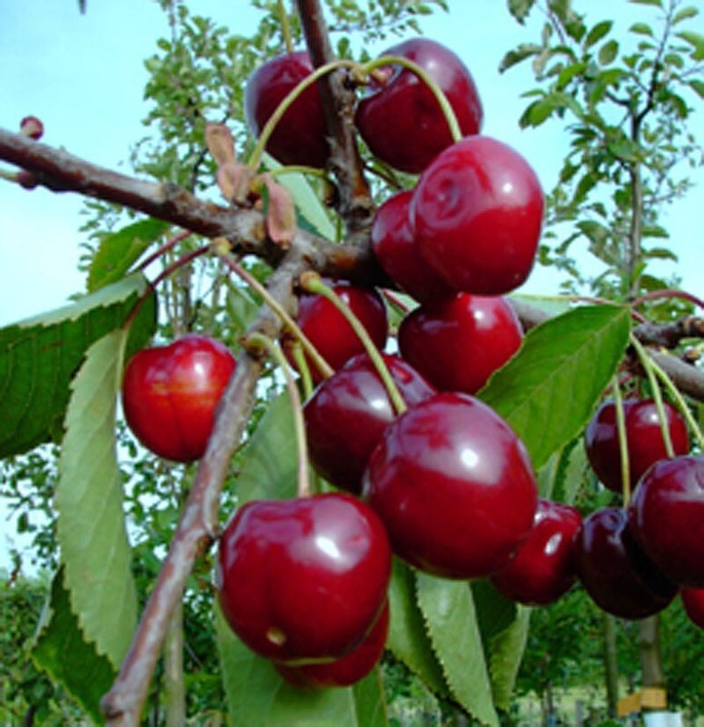 Kobold Zwergsauerkirsche Kirschbaum Kleinbleibend Selbstfruchtbar Buschbaum
