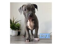 Stunning XL Bully puppies ready to go PRICE DROP