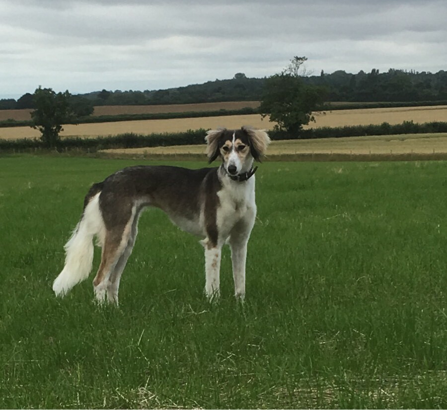 Well Bred Saluki High Bred Bitch In Henley In Arden Warwickshire