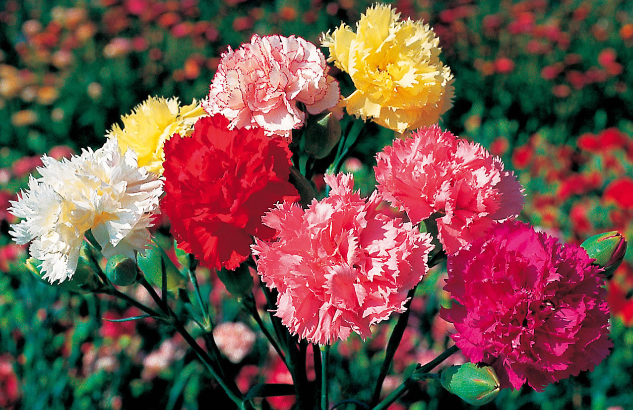 Carnation Superb Formula Mix Appx 100 seeds 5060495014642 eBay