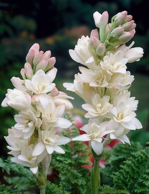 Polianthes Tuberosa The Pearl Summer 3, 5 or 10 Bulbs White Fragrant Blooms