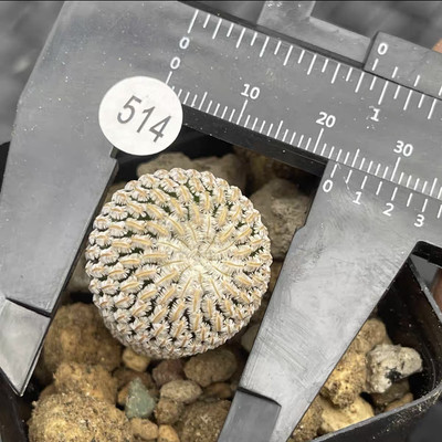 Succulent Live Plant Mammillaria Haw Solisia Pectinata WYSIWYG Own Root Garden