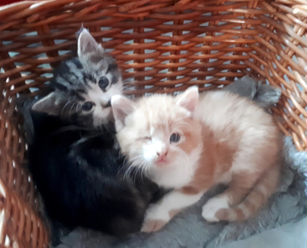 Kittens For Sale Ginger White Grey Long Haired Fluffy Cats ...