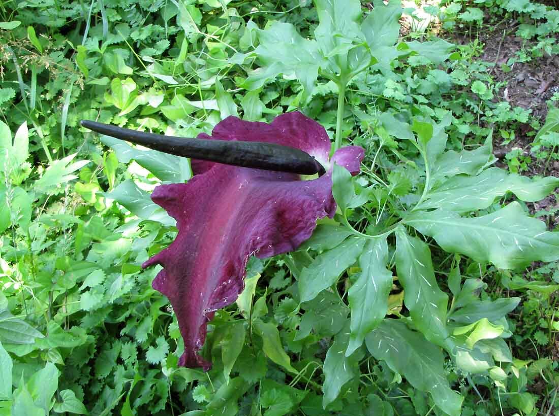 Dragon lily arum flower voodoo amorphophallus bulb tuber cactus calla arum aroid