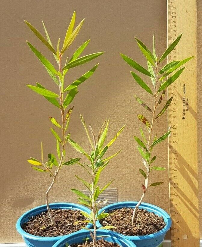 Starrer großblütiger Zylinderputzer - (Callistemon rigidus) - 3 Jungpflanzen