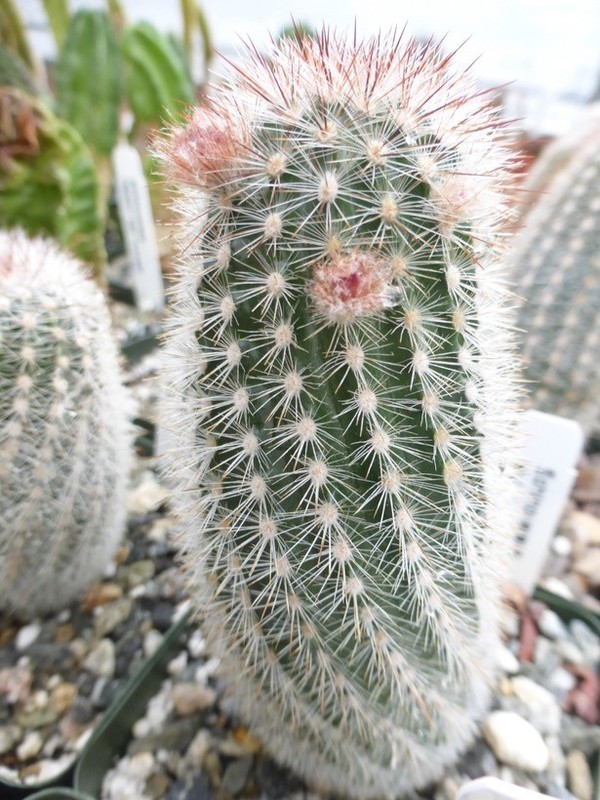 ECHINOCEREUS (Echinocereus laui) 10 seeds | eBay Australia
