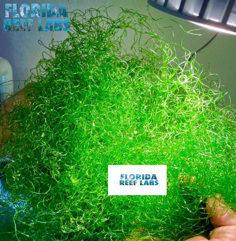 1/2 Cup Live MacroAlgae / Chaetomorpha / Clean Chaeto  Florida Reef Labs®