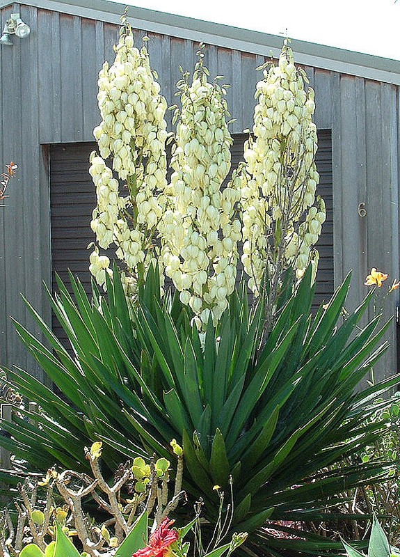 ADAMS’ NEEDLE (Yucca filamentosa) 10 seeds | eBay