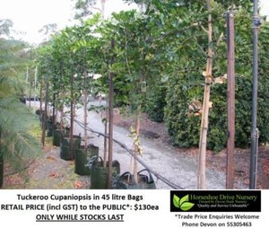 Tuckeroo Cupaniopsis Feature Shade Tree Plant Mudgeeraba Gold Coast South Preview