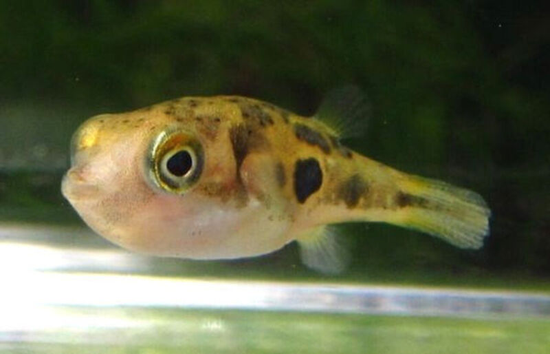 Dwarf Pea Puffer Live Freshwater Aquarium Fish