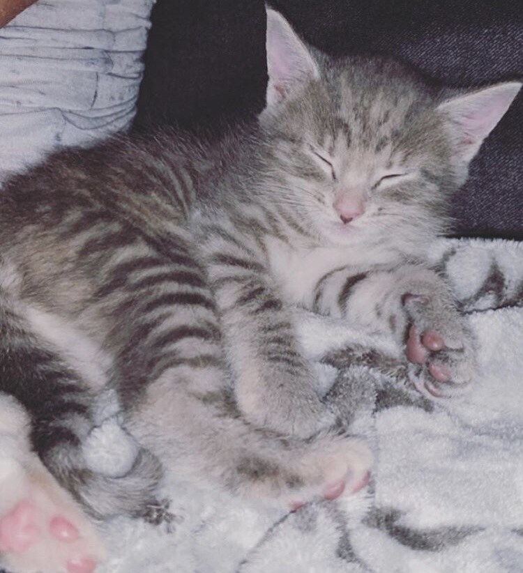 Bsh Silver Tabbies In Whitwick Leicestershire Gumtree