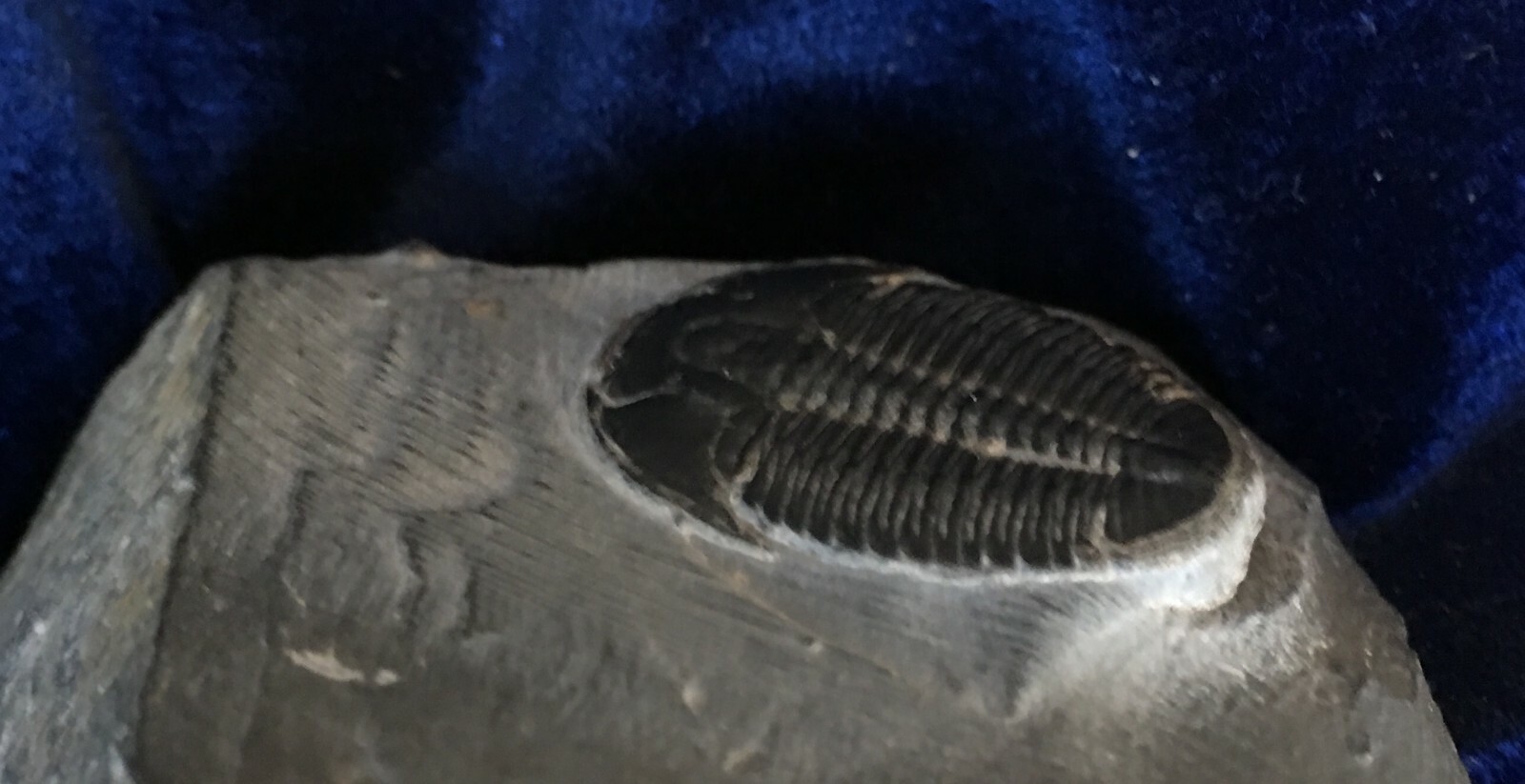 fossil trilobite . Devonian in age .  380 million years old