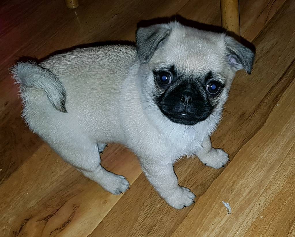 Pug cross chug puppies for sale in Sunderland, Tyne and Wear Gumtree