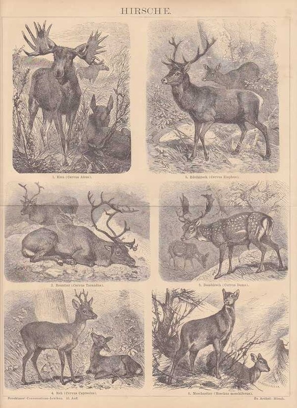 Hirsche Edelhirsch Renne ÃLan Holzstich De 1884 Damhirsch Rehbock