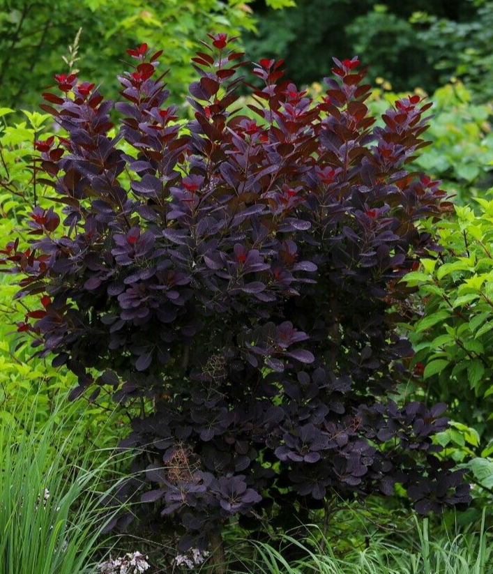 purple smoke tree 50 seeds, Cotinus coggygria,puffball flowers and purple leaves